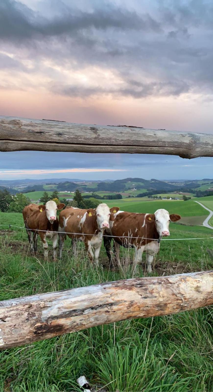 Ferienwohnung Im Muehlviertler Panorama Vierseithof Lembach im Mühlkreis Exteriér fotografie